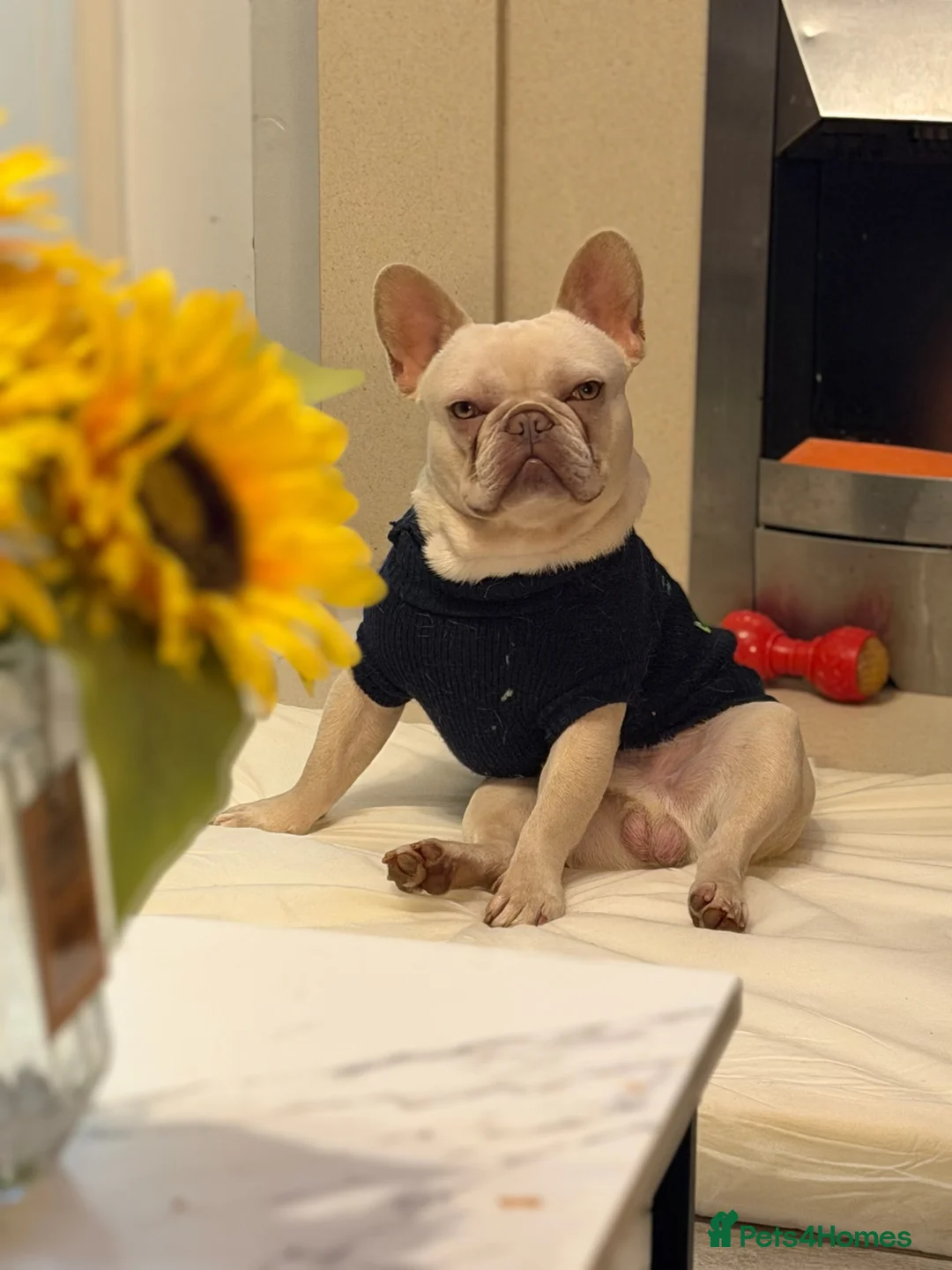 French Bulldog dogs for sale: Platinum French Bulldog - Advert 4