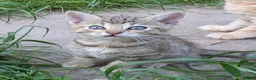 Mixed Breed cats for sale: Ready to leave... Gorgeous Bengal X Kittens - Advert 15