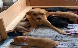 Cockerdor dogs for sale: Black cockerdor  - Advert 2