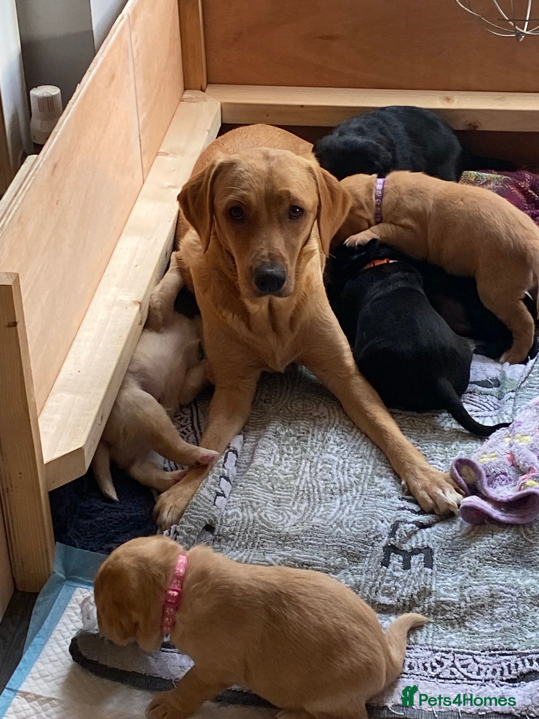 Cockerdor dogs for sale: Black cockerdor  - Advert 2