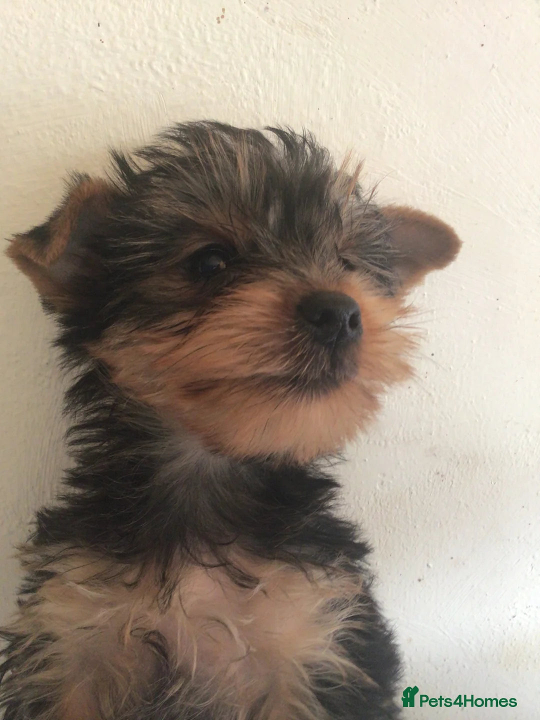 Yorkshire Terrier dogs for sale: 2 male Yorkshire Terrier puppies for sale  - Advert 2