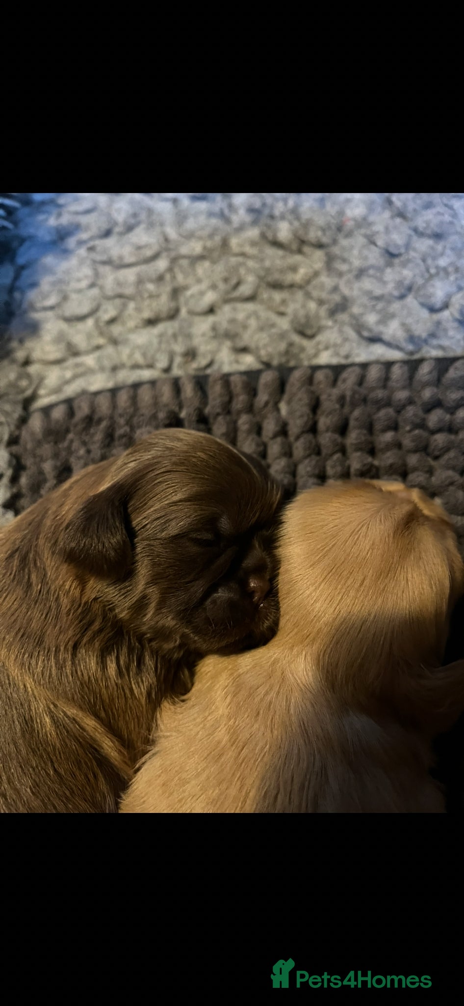 Shih Tzu dogs for sale: Gorgeous shitzu puppies in Lydney - Advert 12