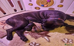 Bullmastiff dogs for sale: Quality Health Tested KC Bullmastiffs - Advert 8