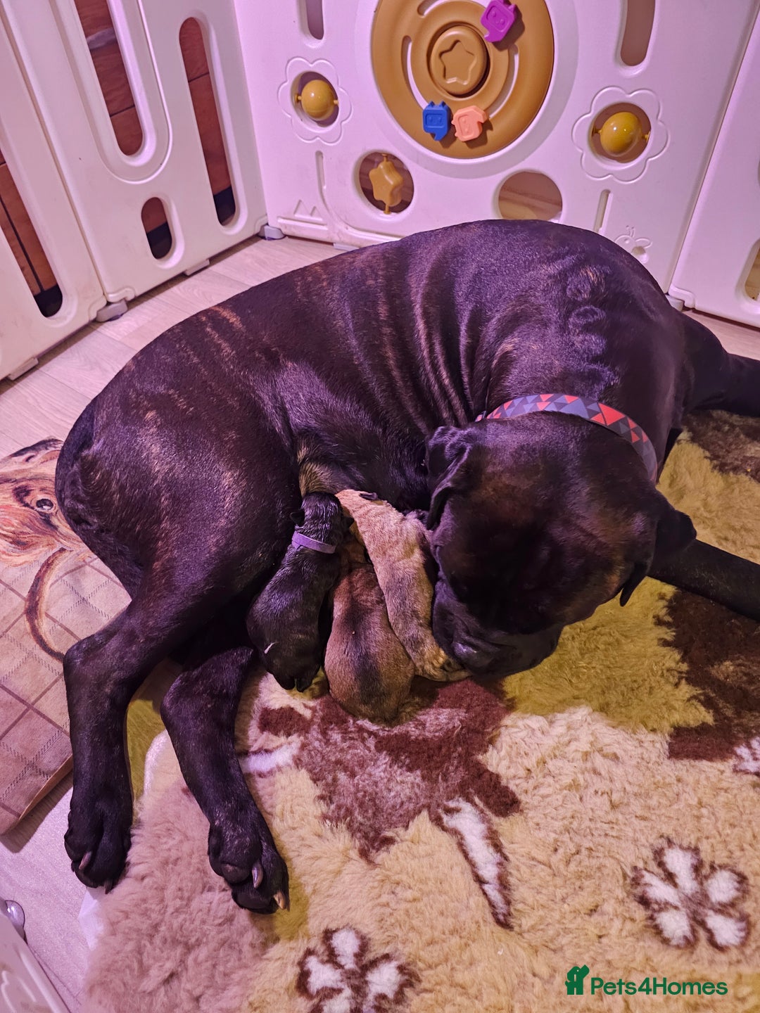 Bullmastiff dogs for sale: Quality Health Tested KC Bullmastiffs - Advert 8