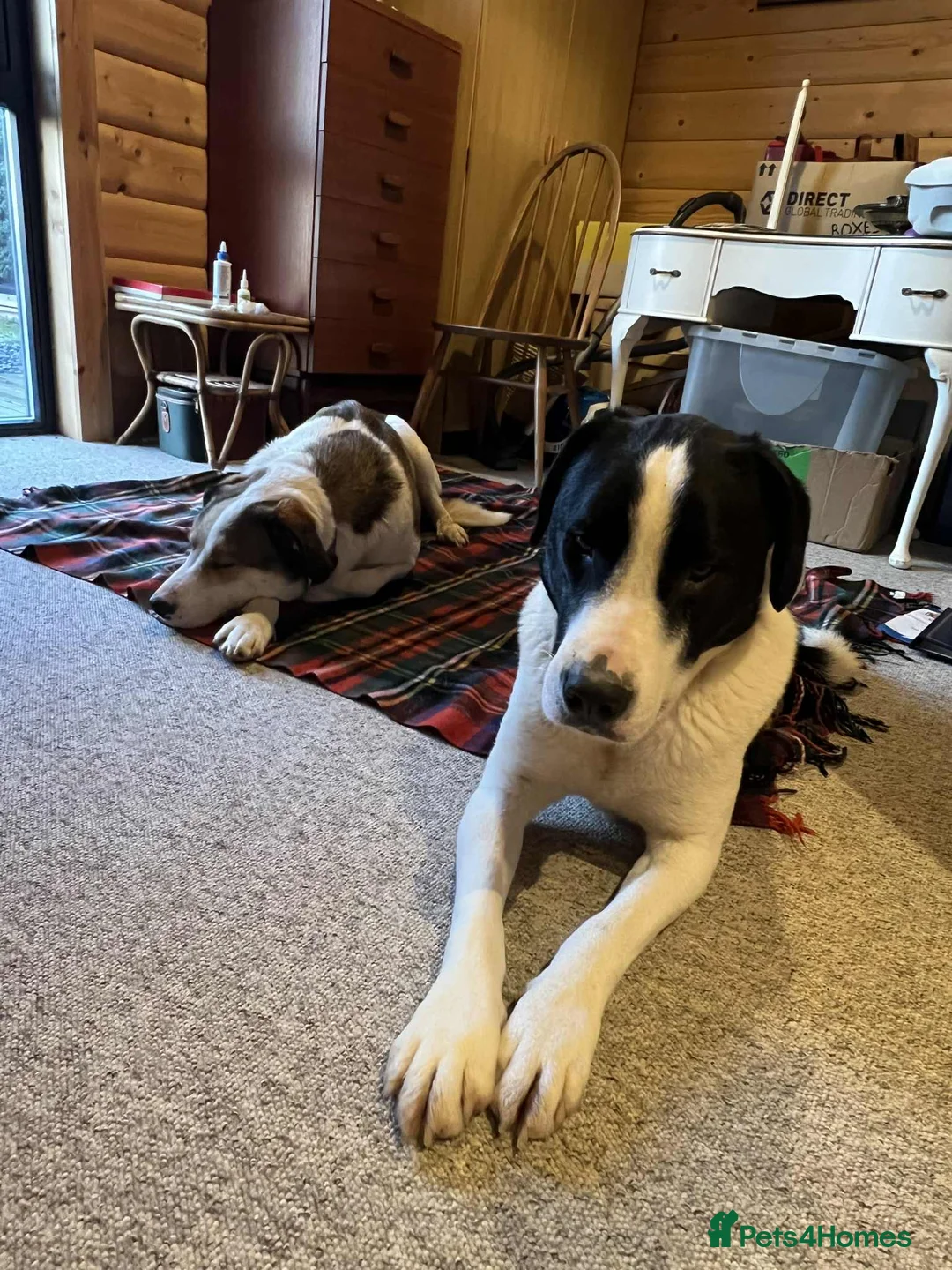 Mixed Breed dogs for adoption: Maya & Luca still waiting for you to see them 💔 - Advert 5