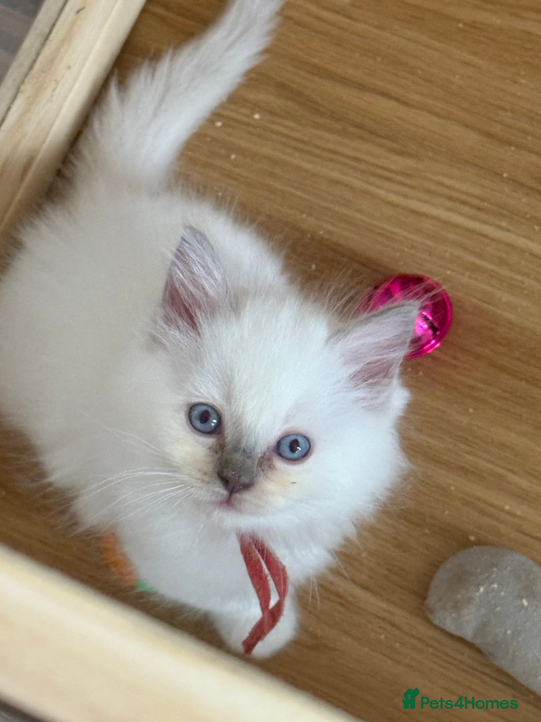Ragdoll cats for sale: Gccf registered ragdoll kittens  - Image 21