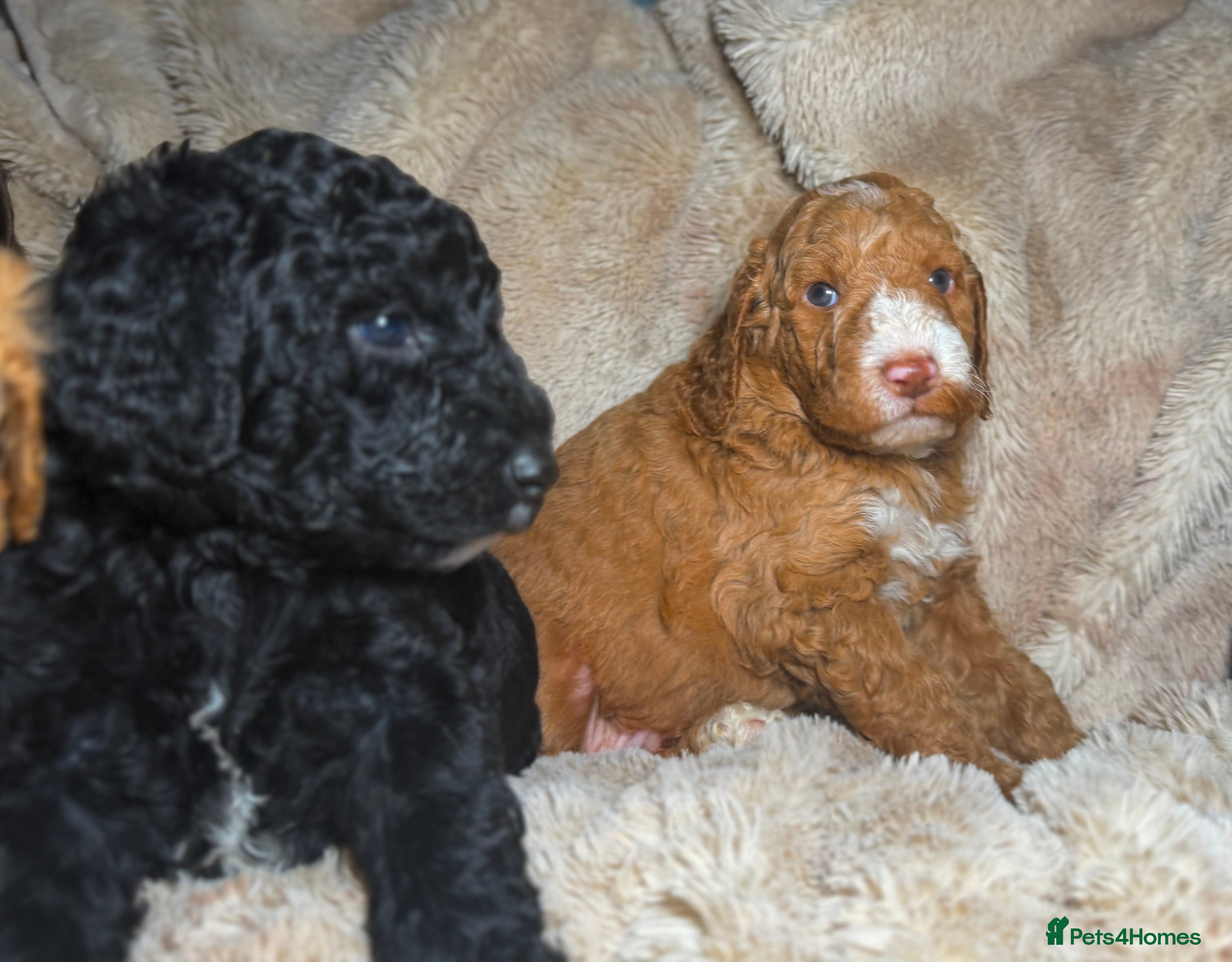 Goldendoodle dogs Goldendoodles Ready Next Week - Advert 12