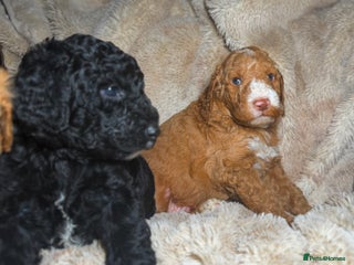 Goldendoodle dogs Goldendoodles Ready Next Week - Advert 1