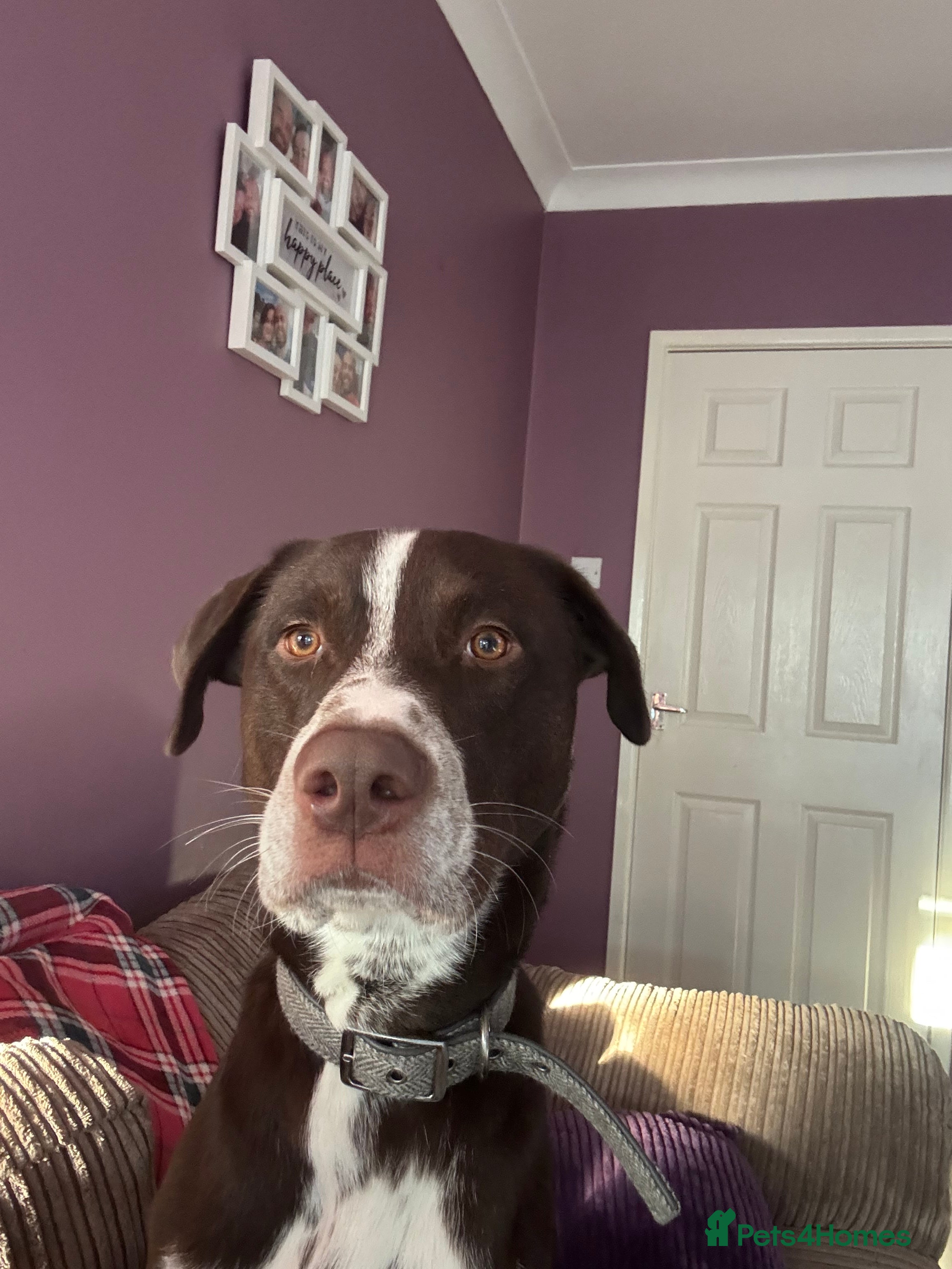 Mixed Breed dogs Siberian husky x dalmation - Advert 1