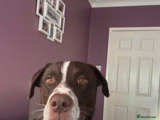 Mixed Breed dogs Siberian husky x dalmation - Advert 1