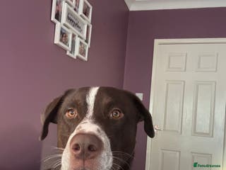 Mixed Breed dogs Siberian husky x dalmation - Advert 4