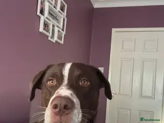 Mixed Breed dogs Siberian husky x dalmation - Advert 2