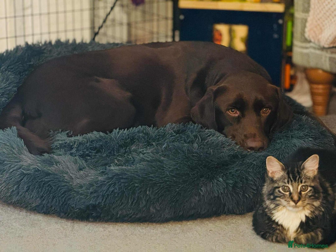 Labrador Retriever dogs for sale: 4year old Chocolate Labrador for sale  - Advert 6