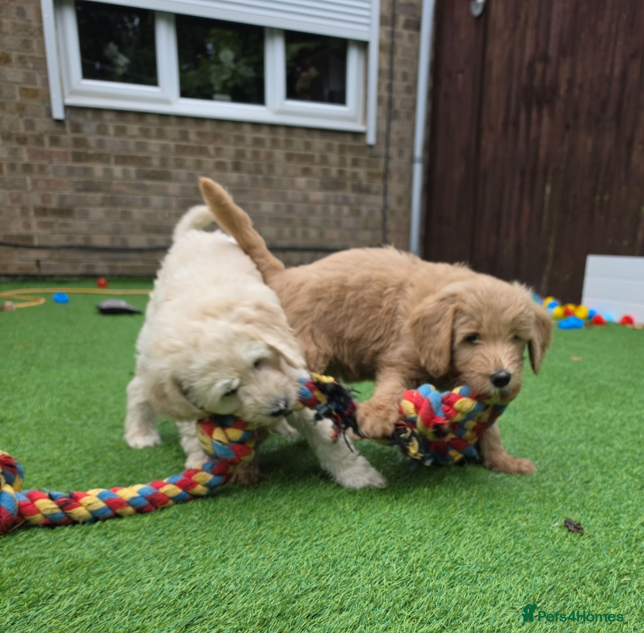 Goldendoodle dogs READY TO GO soon Multigene. Goldendoodle Puppies - Advert 2