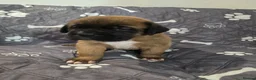 Saint Bernard dogs for sale: Saint de bordeaux puppies  - Advert 13