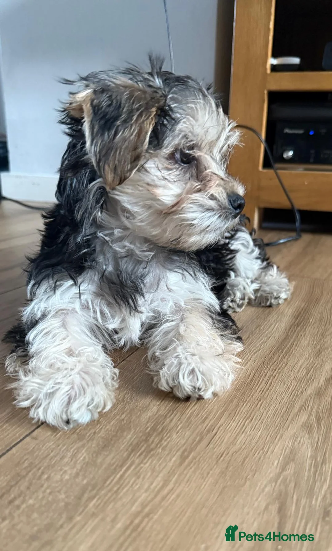Morkie dogs for sale: Morkie puppy looking for a new home  - Advert 2