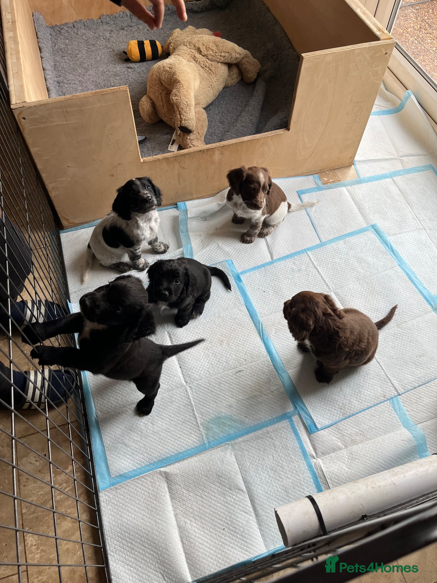 Sprocker dogs Sprockers for sale.  - Advert 4