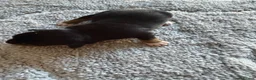 Jack Russell dogs for sale: Jack russel puppy’s  - Advert 4