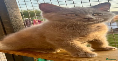 British Shorthair cats - Advert 2