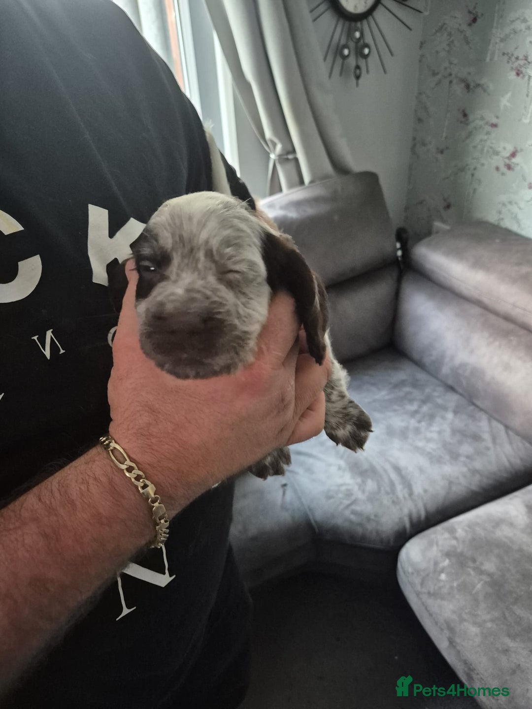 Cocker Spaniel dogs for sale: Cocker spaniel puppies - Image 8