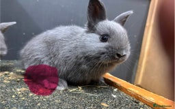 Netherland Dwarf rabbits for sale: Netherland dwarf x lop - Image 2