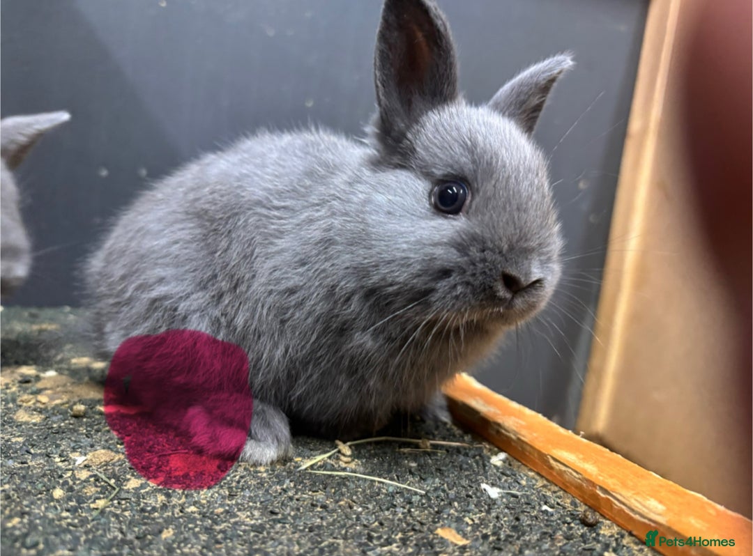 Netherland Dwarf rabbits for sale: Netherland dwarf x lop - Image 2