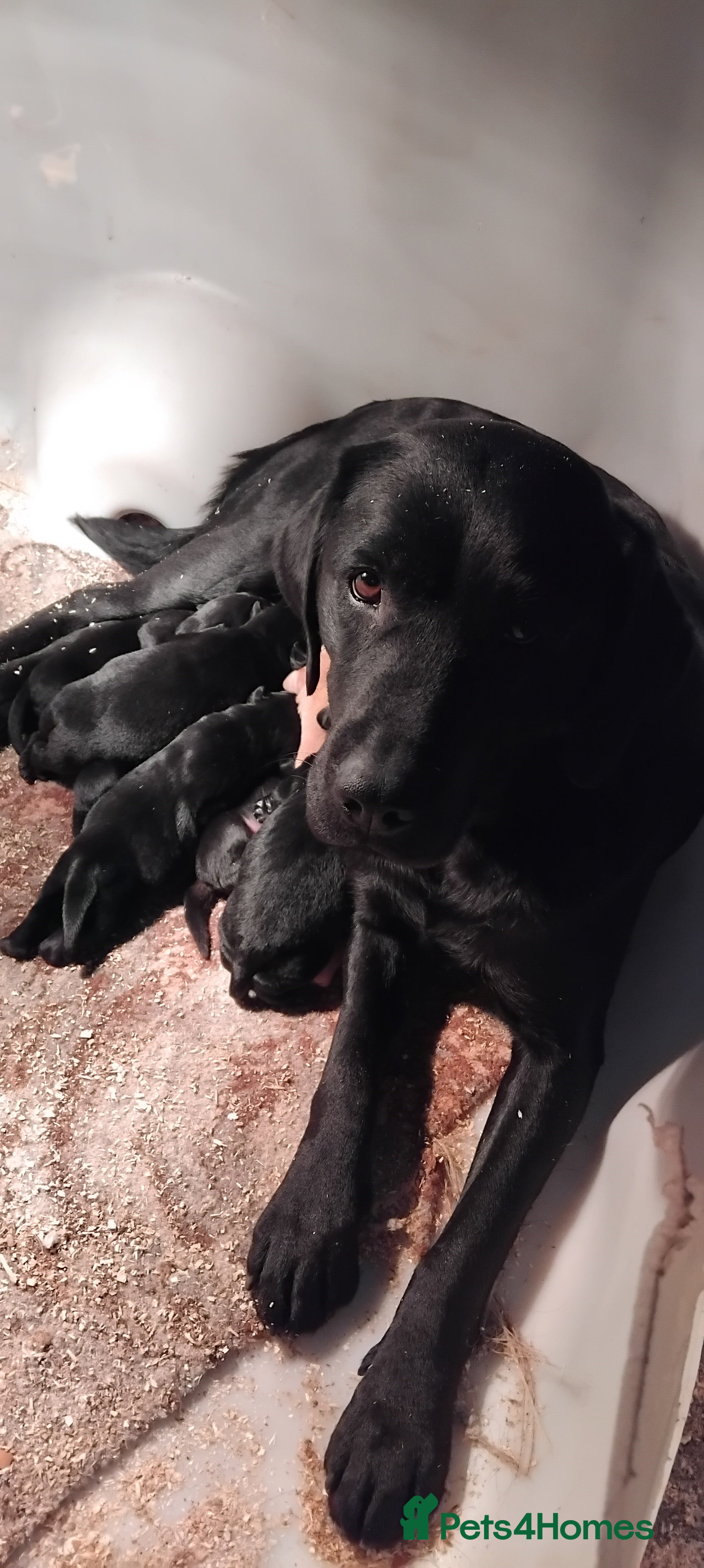Labrador Retriever dogs Gorgeous KC registered Labrador puppies  - Advert 4