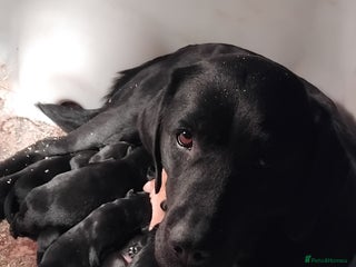 Labrador Retriever dogs Gorgeous KC registered Labrador puppies - Advert 18