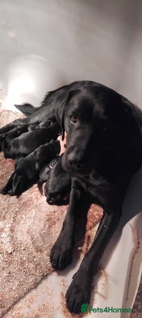 Labrador Retriever dogs Gorgeous KC registered Labrador puppies - Advert 1