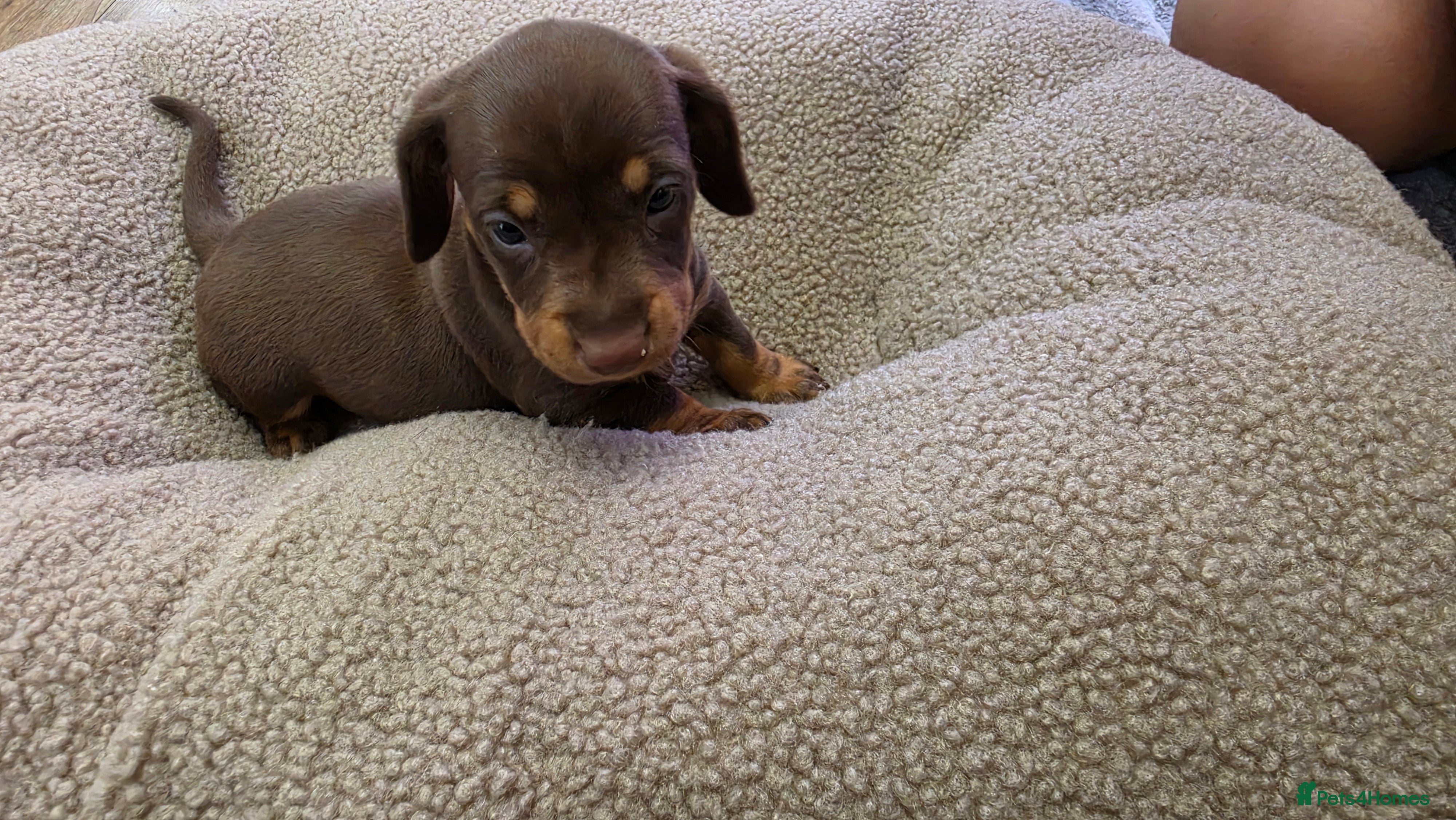 Miniature Dachshund dogs Miniature dashhound  - Advert 2