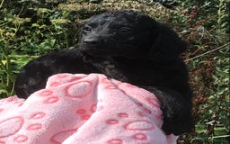 Cockapoo dogs for sale: F2B Cockapoo Puppies - Image 20