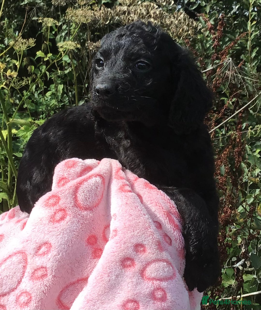 Cockapoo dogs for sale: F2B Cockapoo Puppies - Image 20