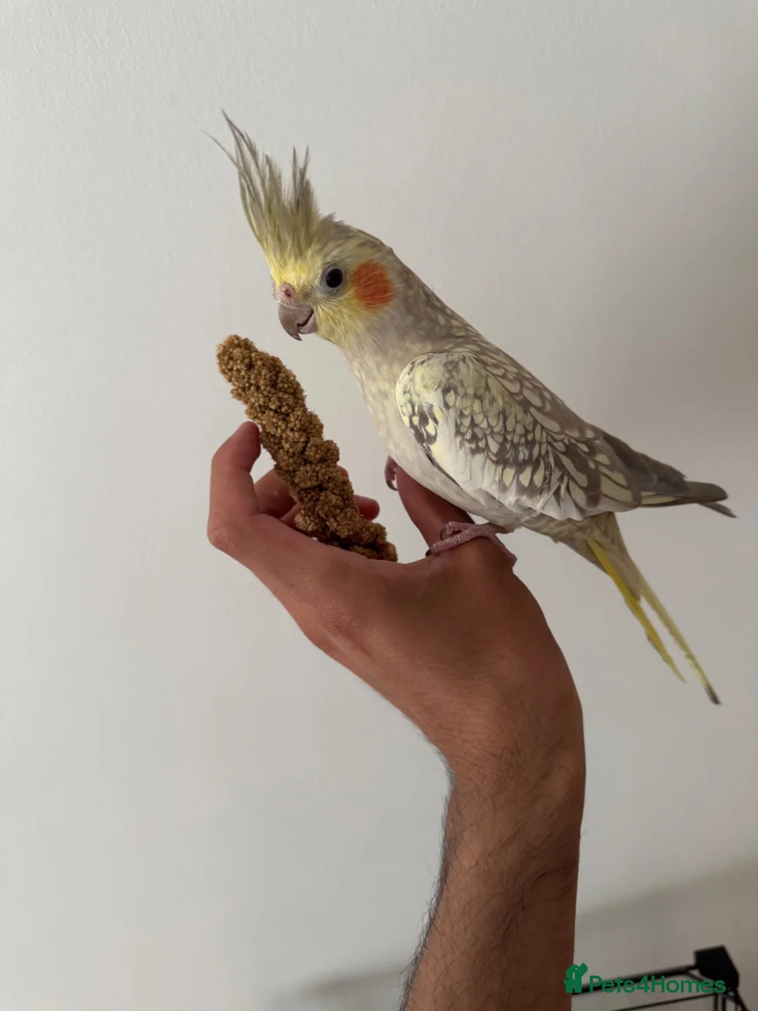 Cockatiels birds for sale: Beautiful hand tamed cockatiels  - Advert 2