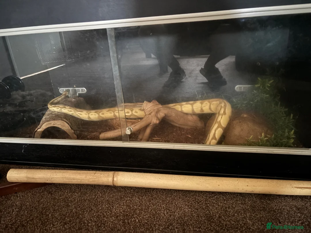 Python Snake reptiles for sale: Female Royal Python  - Advert 2