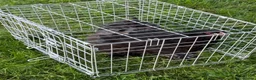 Chickens poultry for sale: Pair of brahmas - Advert 33