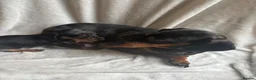 Miniature Dachshund dogs for sale: Miniture dachshund girl - Advert 8