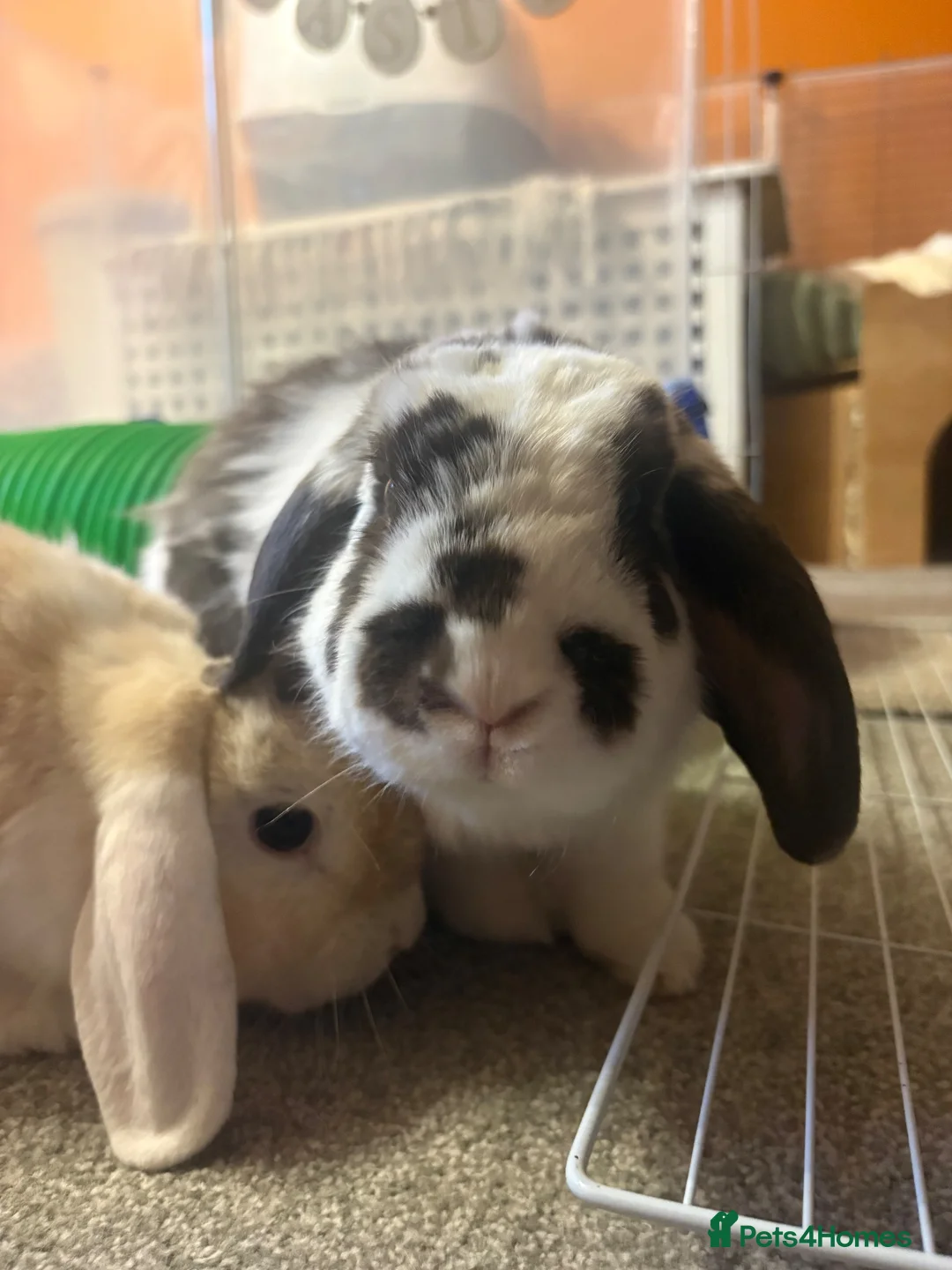 French Lop rabbits for sale: Rabbits for Rehoming in Witham - Advert 2