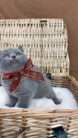 British Shorthair cats GCCF British Shorthaired kittens - Ready 28th Nov - Advert 4