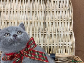 British Shorthair cats GCCF British Shorthaired kittens - Ready 28th Nov - Advert 2