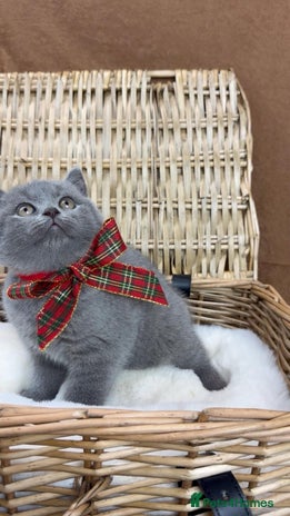 British Shorthair cats GCCF British Shorthaired kittens - Ready 28th Nov - Advert 1