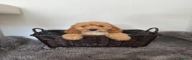 Cockapoo 4