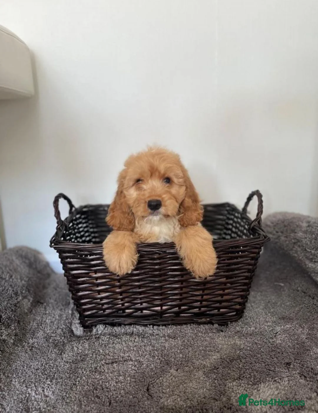 Cockapoo dogs for sale: Gorgeous Miniature Cockapoo Girls  in Manchester - Advert 5