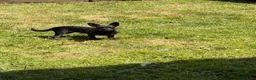 Chipoo dogs for sale: Chipoo for sale (female) - Advert 5