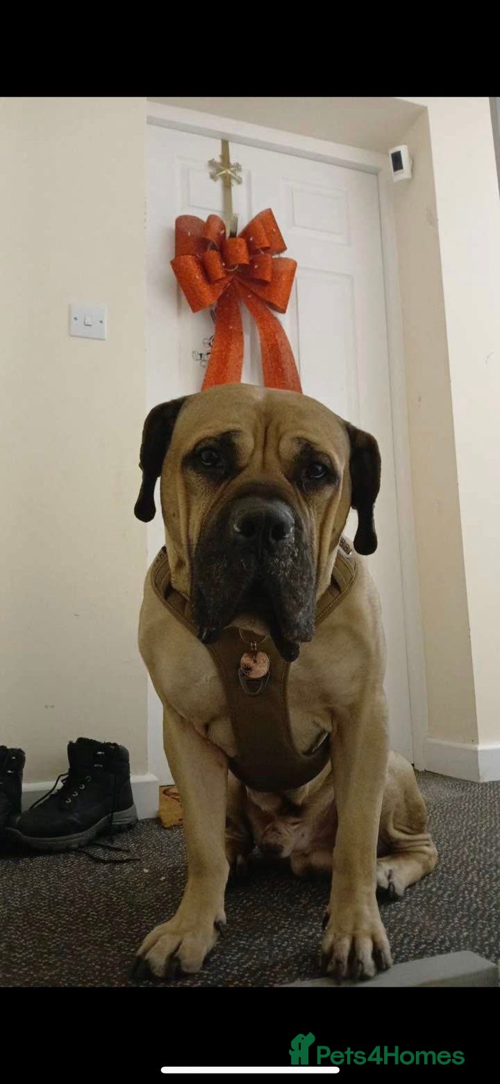 Mixed Breed dogs Looking for a new home. - Advert 1