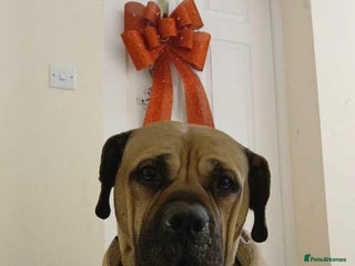 Mixed Breed dogs Looking for a new home. - Advert 1