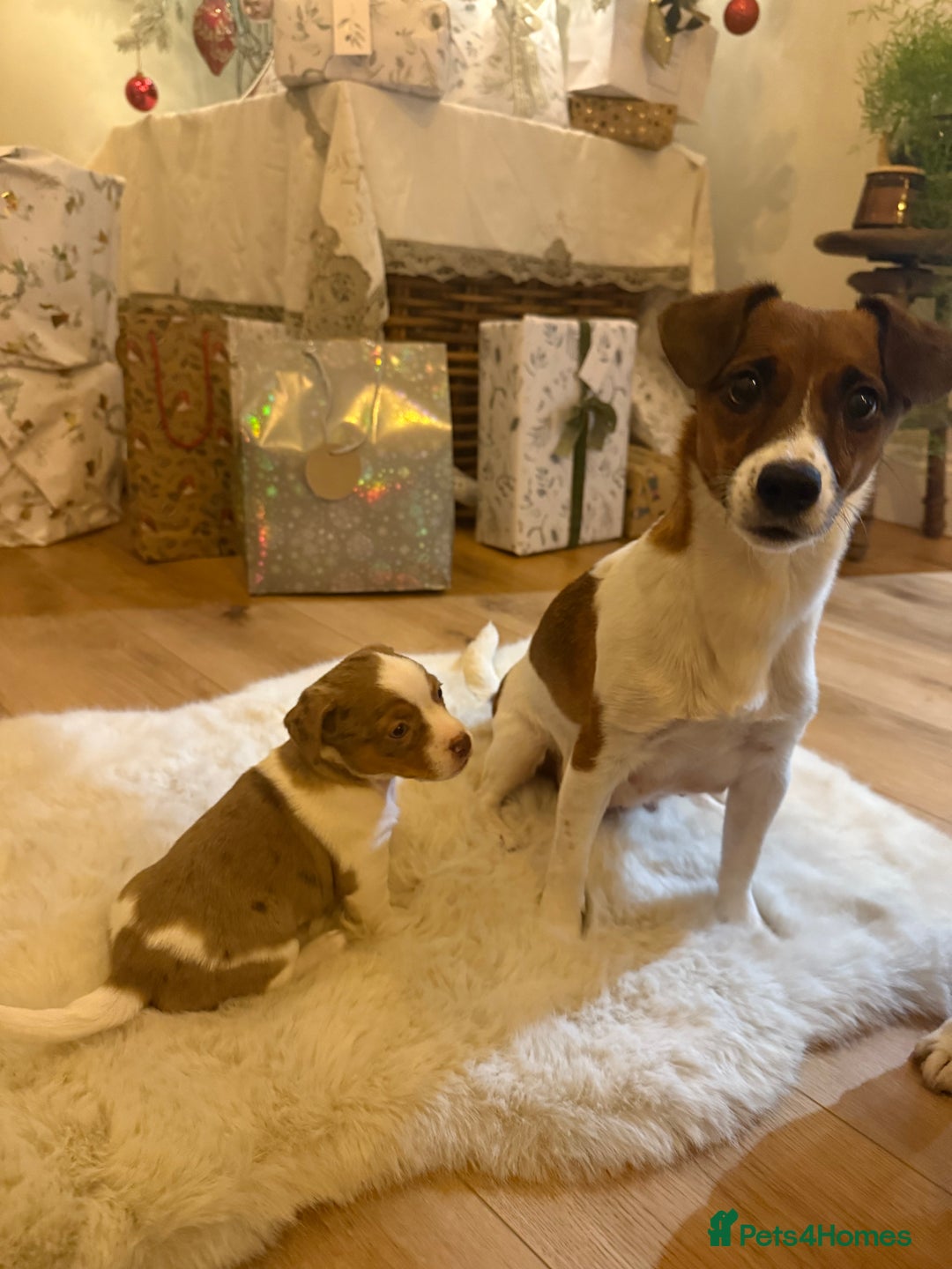 Jack Russell dogs for sale: Very rare merle Jack Russells. Family home raised  - Advert 15