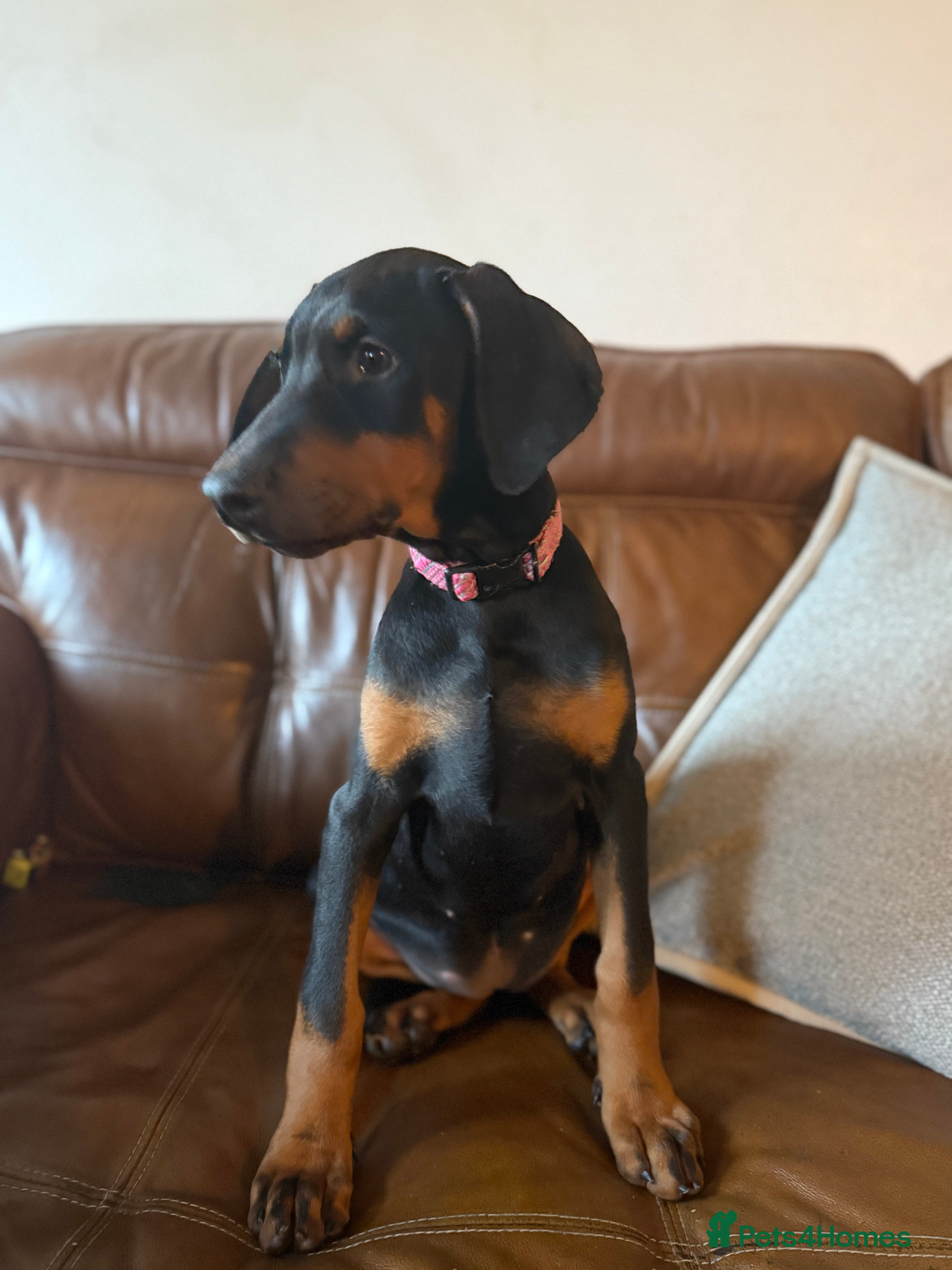 Dobermann dogs Kc reg Doberman pups - Advert 3