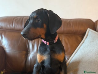 Dobermann dogs Kc reg Doberman pups - Advert 4