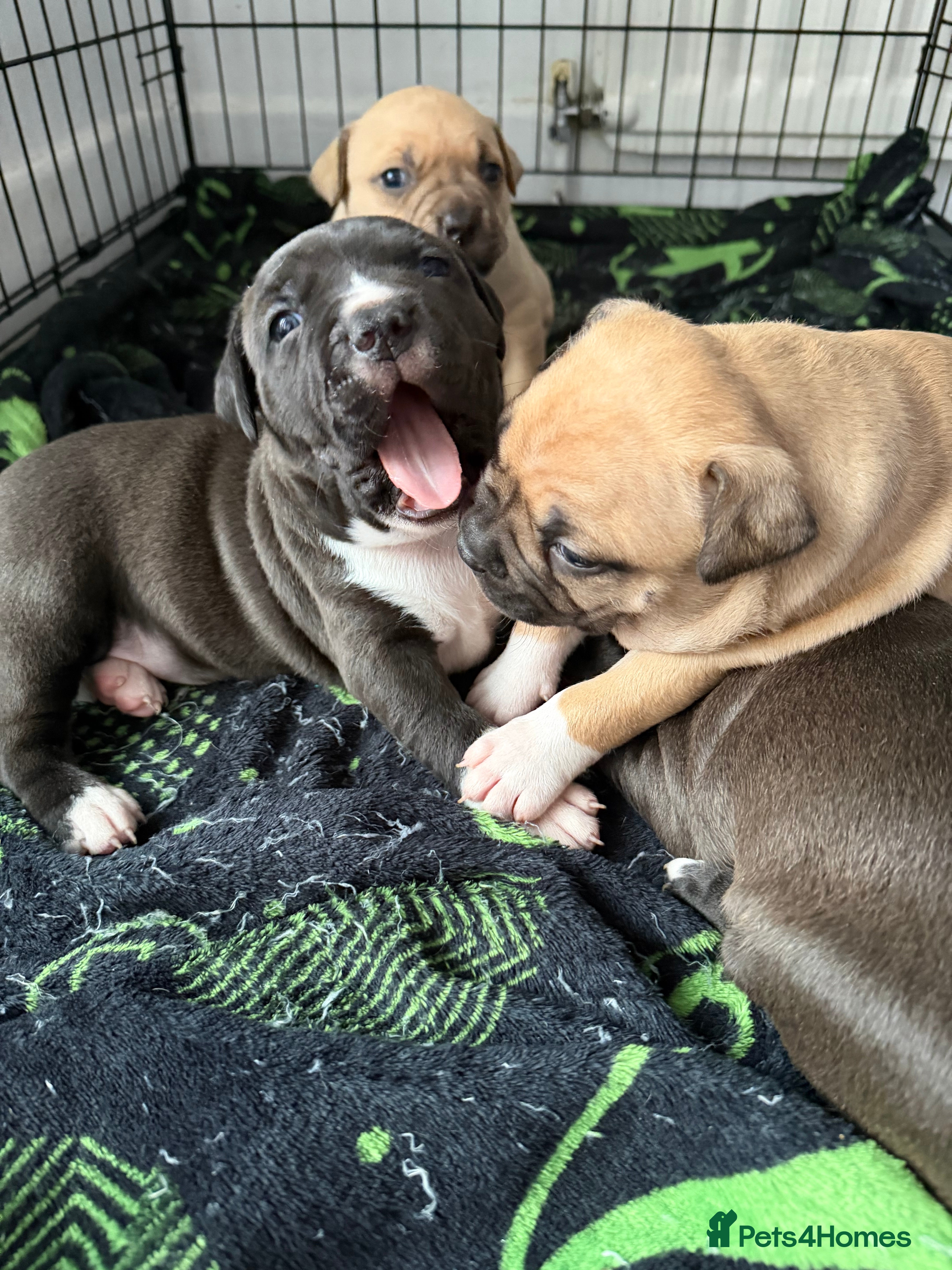 American Bully dogs American bully classic puppies for sale  - Advert 2