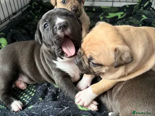 American Bully dogs American bully classic puppies for sale - Advert 2